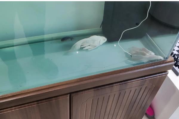 鱼的品种，常见的有热带鱼、温带鱼等