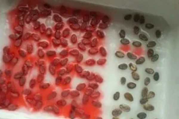 西红柿如何种植,适合种在肥沃且保水保肥力强的土壤中