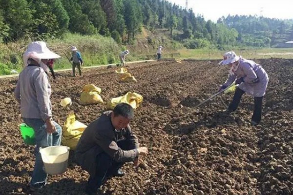 西红柿如何种植,适合种在肥沃且保水保肥力强的土壤中