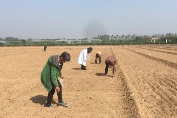 西红柿如何种植,适合种在肥沃且保水保肥力强的土壤中