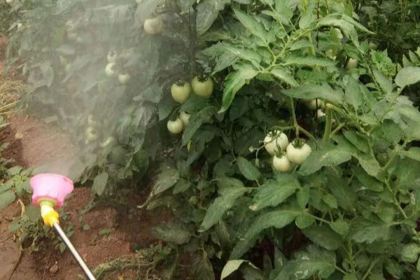 西红柿如何种植,适合种在肥沃且保水保肥力强的土壤中