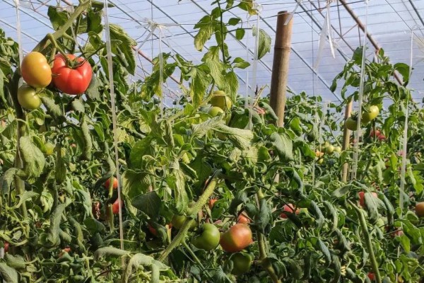 西红柿如何种植,适合种在肥沃且保水保肥力强的土壤中