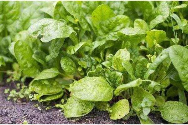 菠菜的施肥方法，追肥种类以氮肥为主