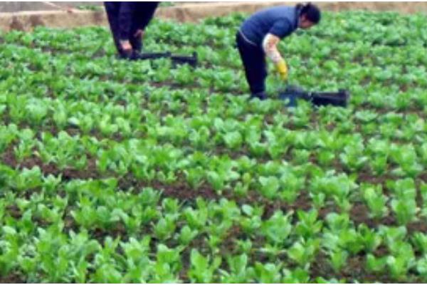 菠菜的施肥方法，追肥种类以氮肥为主