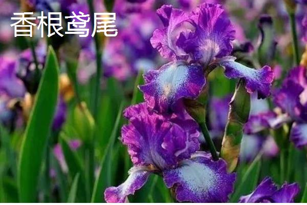 德国鸢尾花的品种，常见香根鸢尾、矮鸢尾等品种
