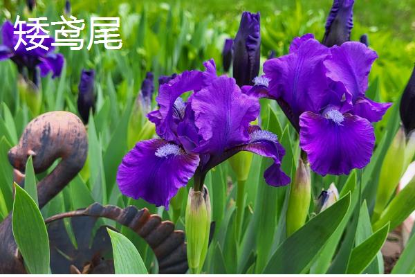 德国鸢尾花的品种，常见香根鸢尾、矮鸢尾等品种
