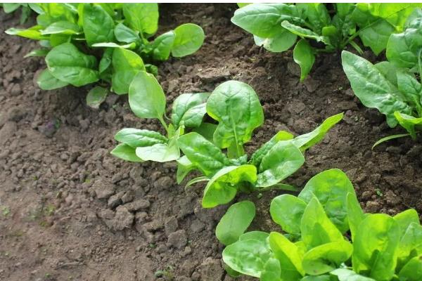菠菜的施肥方法，追肥种类以氮肥为主