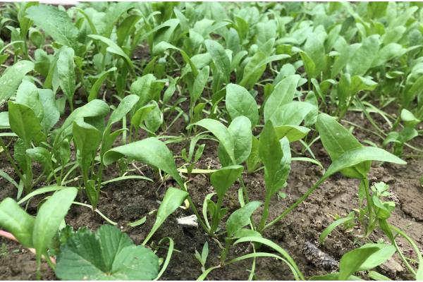 菠菜的施肥方法，追肥种类以氮肥为主