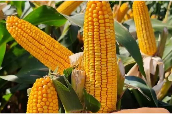 商玉18玉米种的特点,从播种出苗到成熟采收需要102天