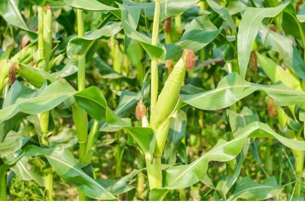 商玉18玉米种的特点,从播种出苗到成熟采收需要102天