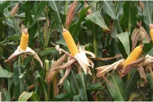 商玉18玉米种的特点,从播种出苗到成熟采收需要102天