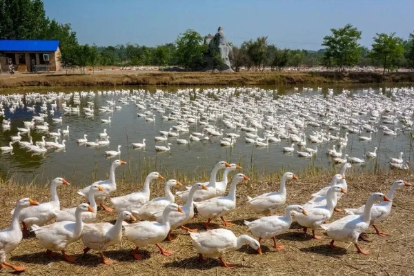 养鹅的经济效益,鹅产品市场潜力大且价格高