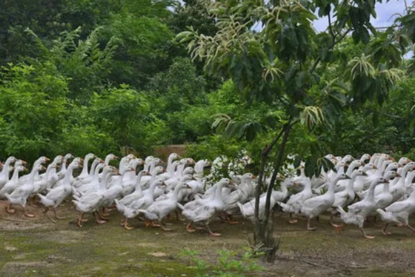 养鹅的经济效益,鹅产品市场潜力大且价格高