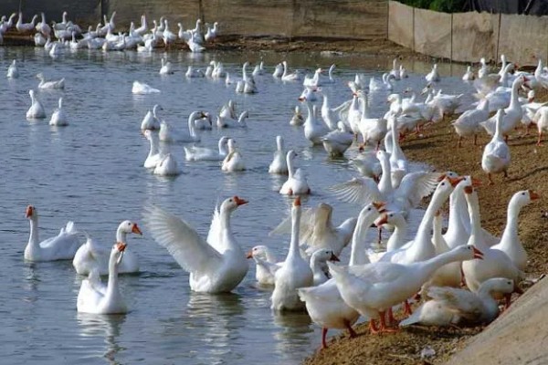 养鹅的经济效益,鹅产品市场潜力大且价格高