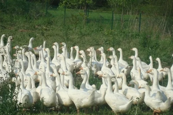 养鹅的经济效益,鹅产品市场潜力大且价格高
