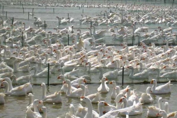 养鹅的经济效益,鹅产品市场潜力大且价格高