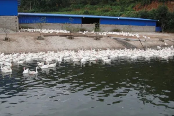 养鹅的经济效益,鹅产品市场潜力大且价格高