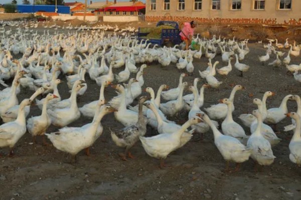 养鹅的经济效益,鹅产品市场潜力大且价格高