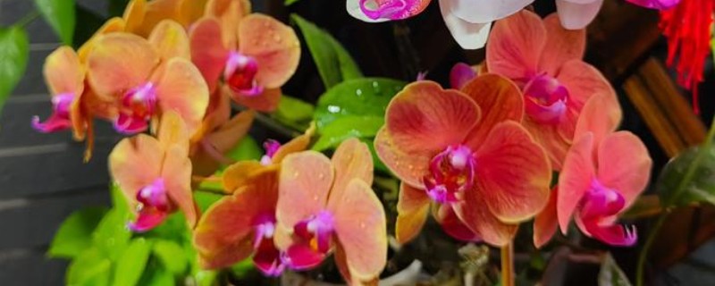 蝴蝶兰每天什么时候开花，一般在早上七点到九点开花