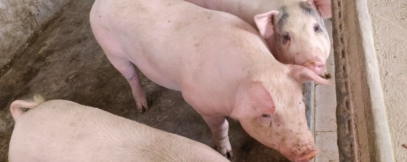 长白猪能做母猪吗，可以做母猪