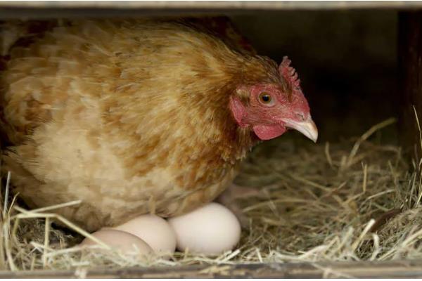 鸡下双黄蛋的原因，两个卵细胞同时被纳入输卵管