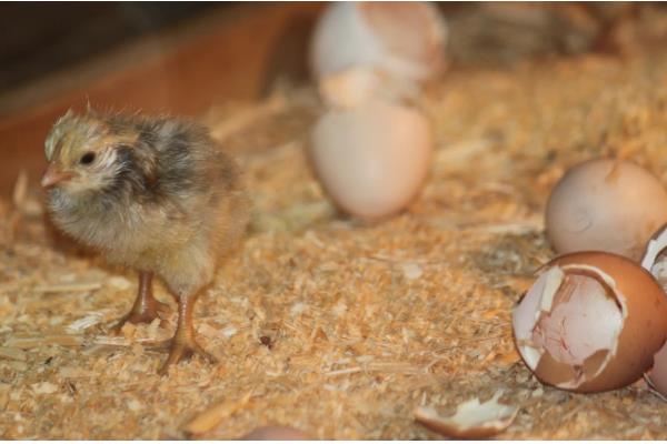 鸡下双黄蛋的原因，两个卵细胞同时被纳入输卵管