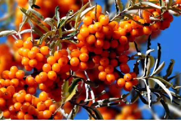 沙棘果的产地,产地有新疆、河北、内蒙古等