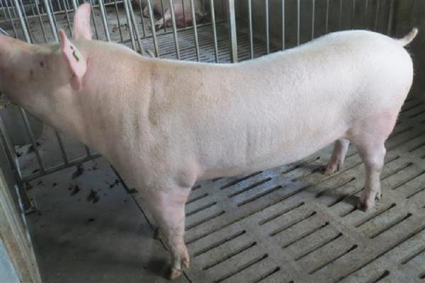 长白猪能做母猪吗，可以做母猪