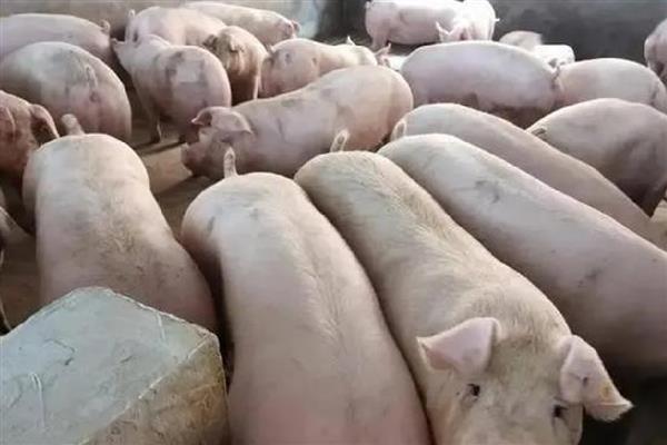 长白猪能做母猪吗，可以做母猪