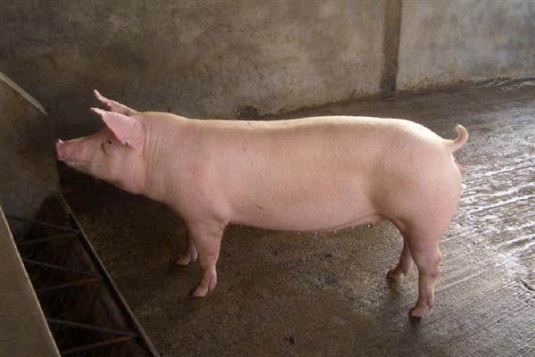 长白猪能做母猪吗，可以做母猪