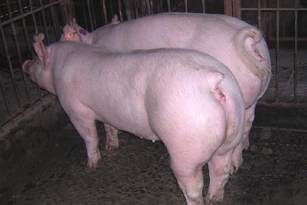 长白猪能做母猪吗，可以做母猪