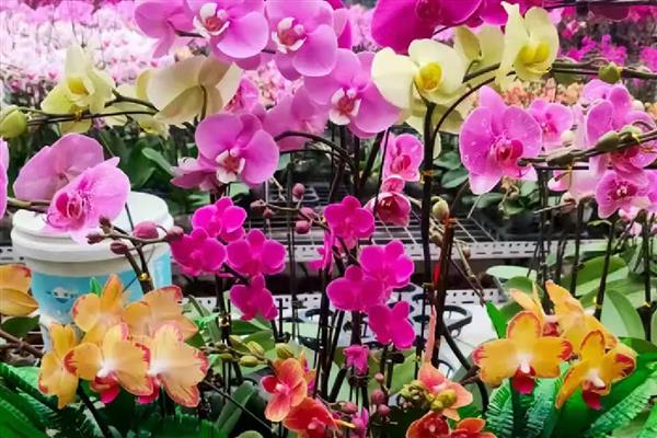 蝴蝶兰每天什么时候开花，一般在早上七点到九点开花