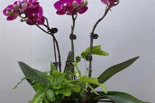 蝴蝶兰每天什么时候开花，一般在早上七点到九点开花