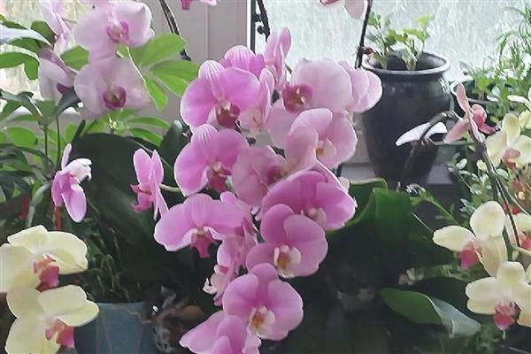 蝴蝶兰每天什么时候开花，一般在早上七点到九点开花