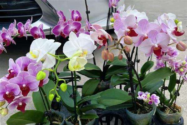 蝴蝶兰每天什么时候开花，一般在早上七点到九点开花