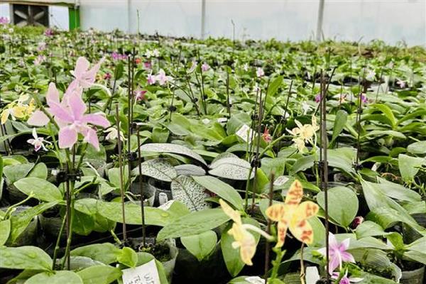 蝴蝶兰每天什么时候开花，一般在早上七点到九点开花