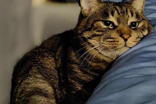 犬猫肛门囊炎的症状,病犬、猫肛门呈炎性肿胀