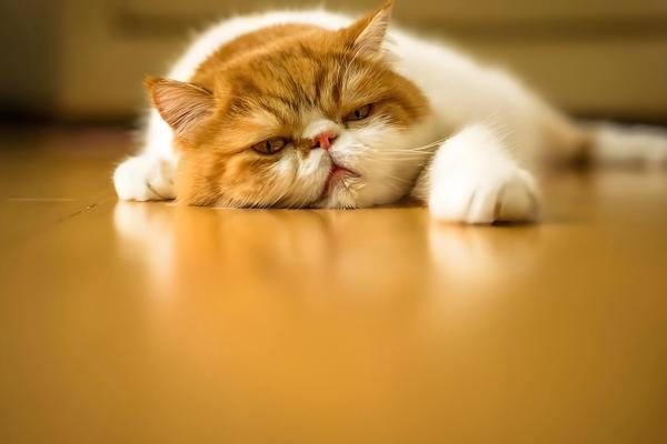 犬猫肛门囊炎的症状,病犬、猫肛门呈炎性肿胀