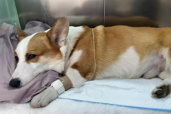 犬猫肛门囊炎的症状,病犬、猫肛门呈炎性肿胀