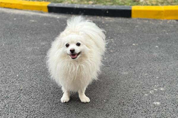 狗狗眼线虫是什么颜色的,是乳白色的