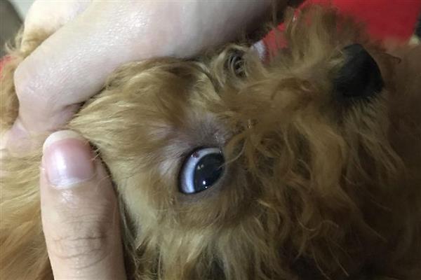 狗狗眼线虫是什么颜色的,是乳白色的