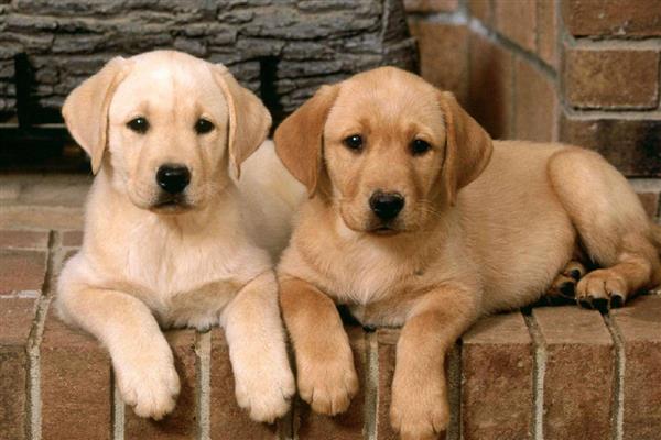 狗狗眼线虫是什么颜色的,是乳白色的