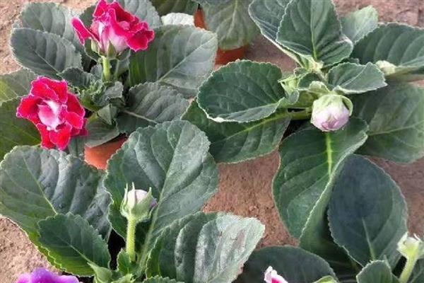 芙蓉花换盆后叶子蔫了的原因，可能是土壤不适所致