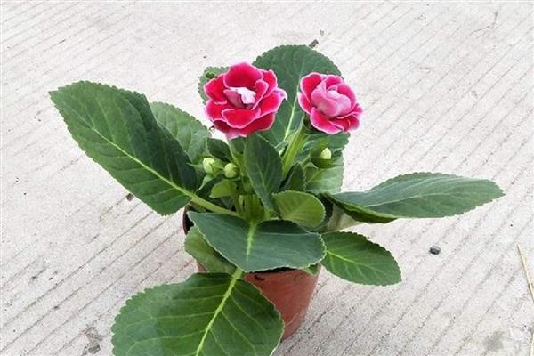 芙蓉花换盆后叶子蔫了的原因，可能是土壤不适所致