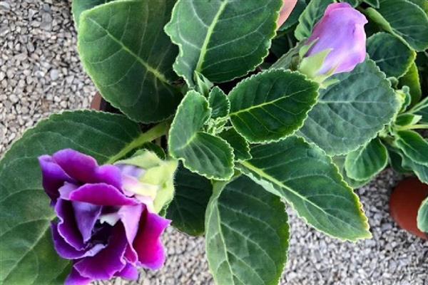 芙蓉花换盆后叶子蔫了的原因，可能是土壤不适所致