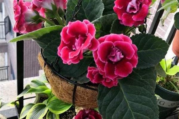 芙蓉花换盆后叶子蔫了的原因，可能是土壤不适所致