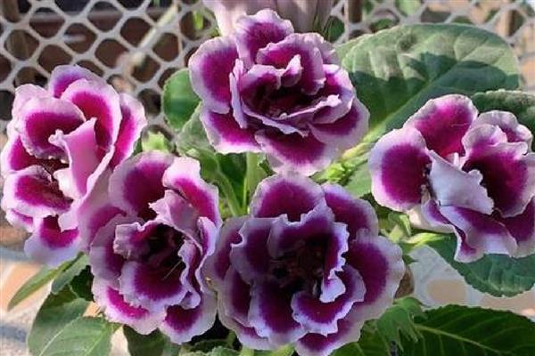 芙蓉花换盆后叶子蔫了的原因，可能是土壤不适所致