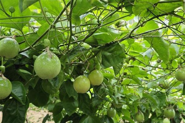 百香果的藤能过冬存活吗，可以过冬存活