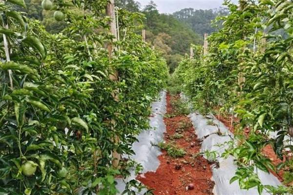 百香果的藤能过冬存活吗，可以过冬存活