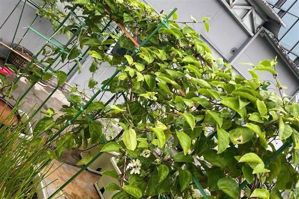 百香果的藤能过冬存活吗，可以过冬存活